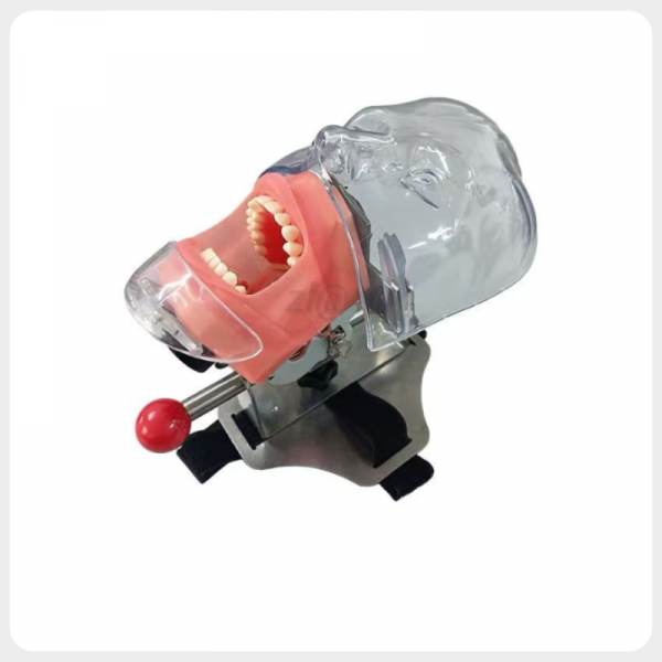 Chair Headrest Mounted Dental Training Phantom Head Chair headrest mounted dental training phantom head with adjustable metal frame