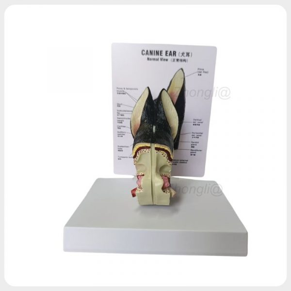 Canine Ear Anatomy Model Front View Canine ear anatomy model front view with labeled normal anatomy reference card