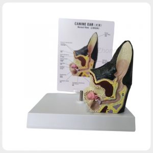 Canine Ear Anatomy Model Normal Side View Canine ear anatomy model side view showing detailed internal ear structures