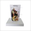 Canine Ear Anatomy Model Pathology View Canine ear anatomy model with pathology reference view for veterinary education