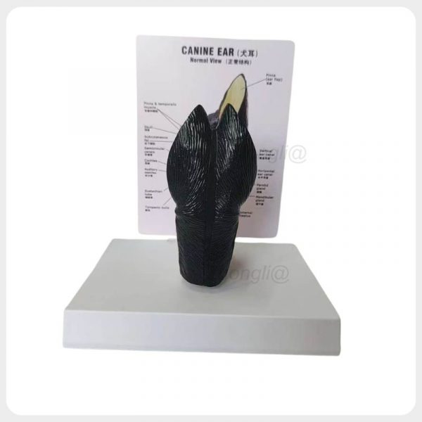 Canine Ear Anatomy Model Rear View Rear view of canine ear anatomy model with labeled veterinary reference card