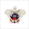 Female Pelvic Floor Anatomical Model with Pelvic Organs Female pelvic floor anatomy model with internal pelvic organs