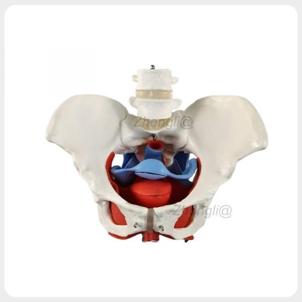 Female Pelvic Floor Anatomical Model with Pelvic Organs Female pelvic floor anatomy model with internal pelvic organs