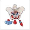 Female Pelvic Floor Model with Removable Pelvic Organs Female pelvic floor model with removable bladder uterus and rectum