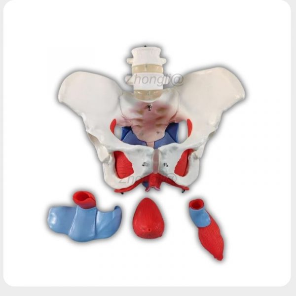 Female Pelvic Floor Model with Removable Pelvic Organs Female pelvic floor model with removable bladder uterus and rectum