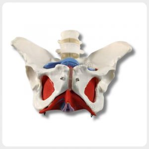 Female Pelvic Floor Muscle Model Anterior View Anterior view of female pelvic floor muscle anatomical model
