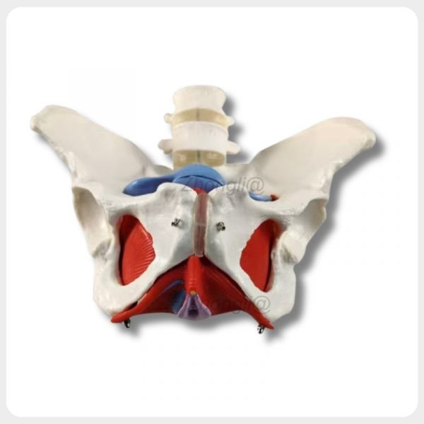 Female Pelvic Floor Muscle Model Anterior View Anterior view of female pelvic floor muscle anatomical model