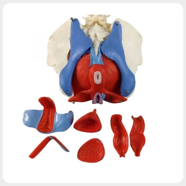 Female Pelvic Floor Muscle Model with Detachable Components (1) Female pelvic floor muscle model with detachable anatomical components