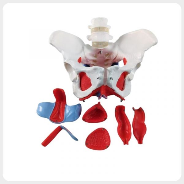 Female Pelvis Model with Two Lumbar Vertebrae and Removable Parts Female pelvis model with two lumbar vertebrae and removable parts