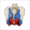 Female Pelvis and Pelvic Floor Muscle Model Posterior View Posterior view of female pelvis and pelvic floor muscle model