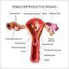 Female Reproductive Pathology Model Labeled Diagram Labeled female reproductive pathology diagram with uterus and ovary lesions