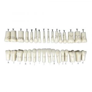 Replacement Teeth 32 Piece Set Complete 32 piece resin replacement teeth set for compatible NISSIN 200 typodont model