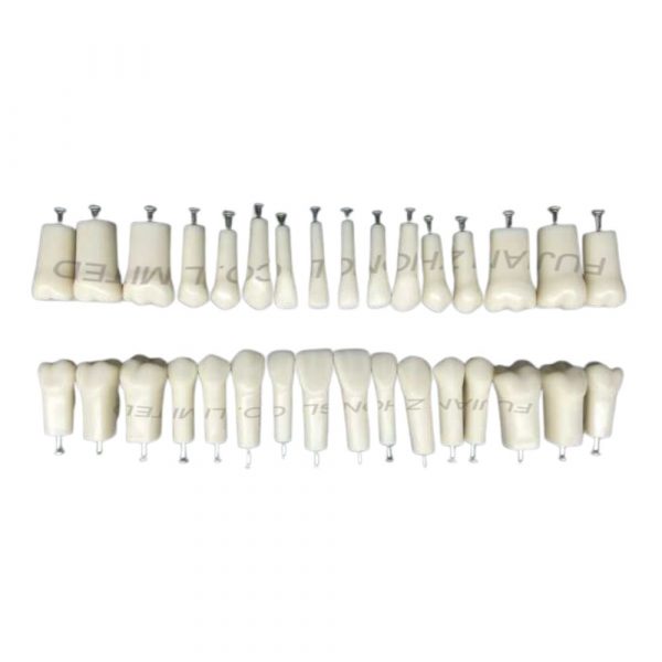 Replacement Teeth 32 Piece Set Complete 32 piece resin replacement teeth set for compatible NISSIN 200 typodont model