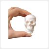 mini-human-skull-anatomy-model-front-view Mini human skull anatomy model with realistic bone structure for medical education and drawing practice