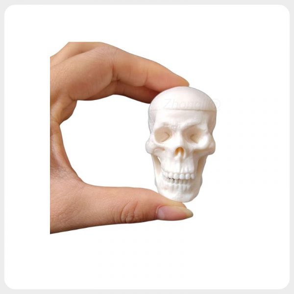 mini-human-skull-anatomy-model-front-view Mini human skull anatomy model with realistic bone structure for medical education and drawing practice