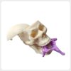 mini-human-skull-model-anatomical-structure Mini skull anatomy model with removable skull cap showing internal cranial structure and jaw details