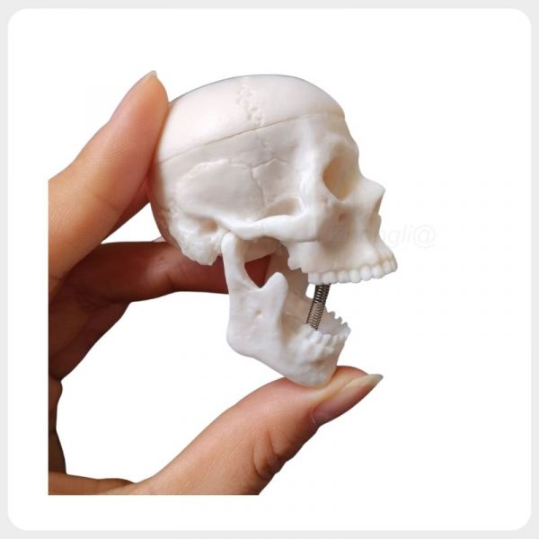 mini-human-skull-model-movable-jaw-side-view Mini human skull model with movable jaw and realistic teeth structure for anatomy learning