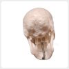 mini-human-skull-model-movable-jaw-structure Mini skull anatomy model showing posterior cranial structure and detailed bone surface features