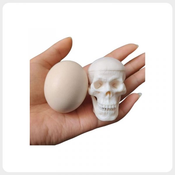 mini-human-skull-model-size-comparison Mini human skull model size comparison showing compact portable anatomy teaching model