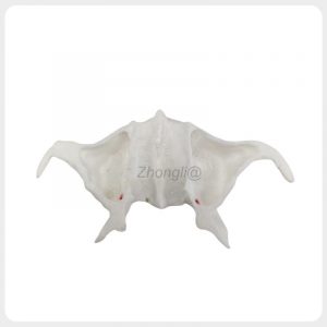 pterygoid_implant_training_model_front_view.jpg Front view of pterygoid implant training model with artery anatomy details