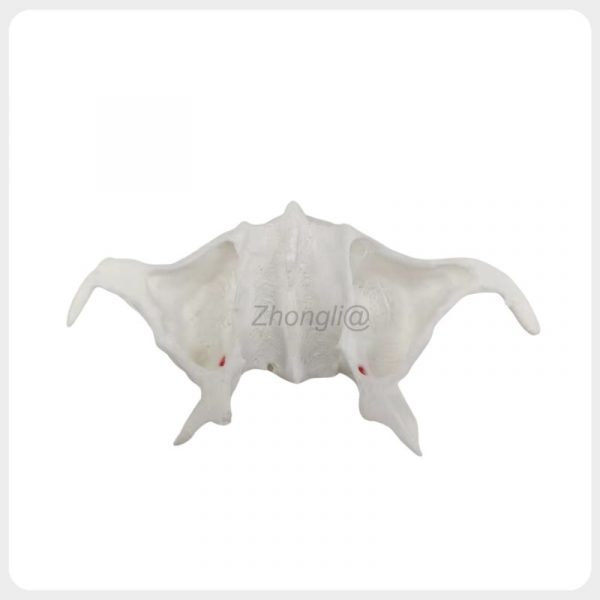 pterygoid_implant_training_model_front_view.jpg Front view of pterygoid implant training model with artery anatomy details