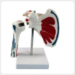 Shoulder Joint Model with Muscle Attachment Markings Shoulder joint model with color-coded muscle origin and insertion markings