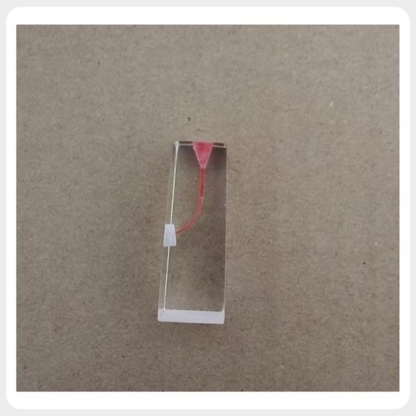 Curved Canal Resin Endodontic Training Block Clear resin root canal practice block with a red-stained pulp chamber and laterally curved canal path