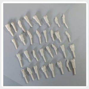 Complete set of 32 replacement typodont teeth for dental training