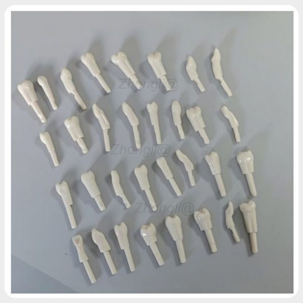 Complete set of 32 replacement typodont teeth for dental training