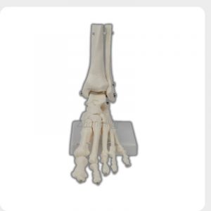 human foot and ankle joint anatomical model with stand