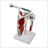 Rear view of anatomical shoulder joint model with muscle markings