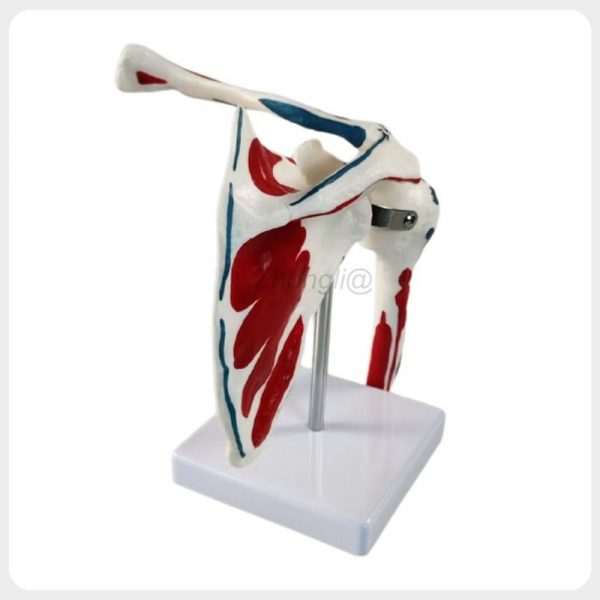 Rear view of anatomical shoulder joint model with muscle markings