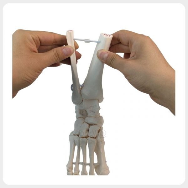 movable 1:1 human foot and ankle joint anatomical model