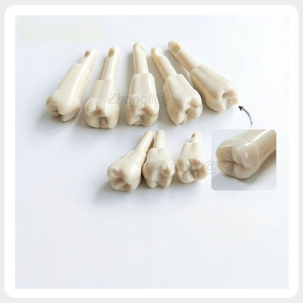Replacement molar typodont teeth showing occlusal anatomy