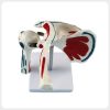 Side view of movable shoulder joint teaching model on stand