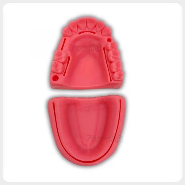 Maxillary and mandibular silicone gingival suture models