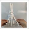 movable foot bone anatomical model for medical teaching