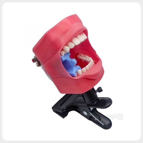 Dental phantom head tilted for upper and lower arch training