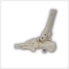 side view of human ankle joint anatomical model with foot bones