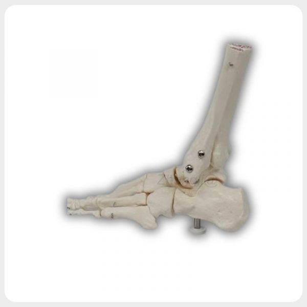 side view of human ankle joint anatomical model with foot bones