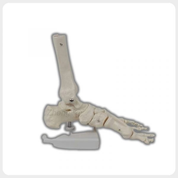 life size human foot and ankle skeleton model