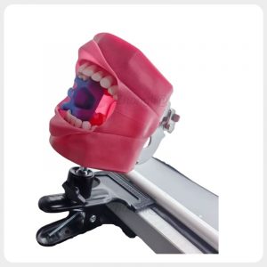 Portable Clamp Mounted Dental Phantom Head Dental phantom head securely mounted on training desk