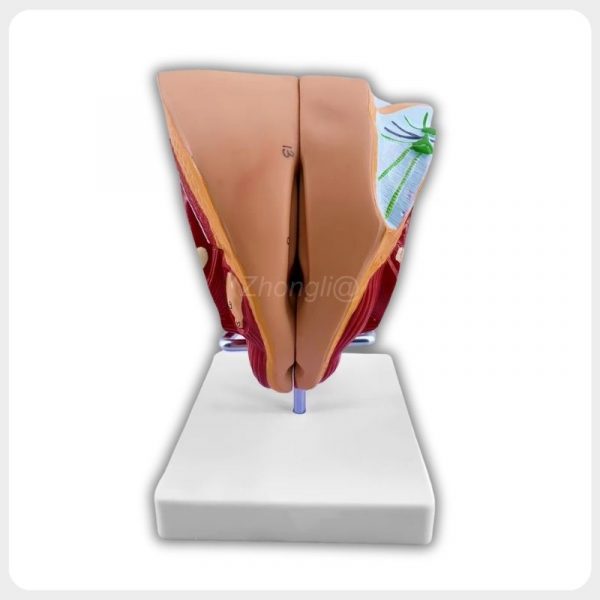 Female reproductive anatomy model showing external genital contours and a partially exposed side on a square base