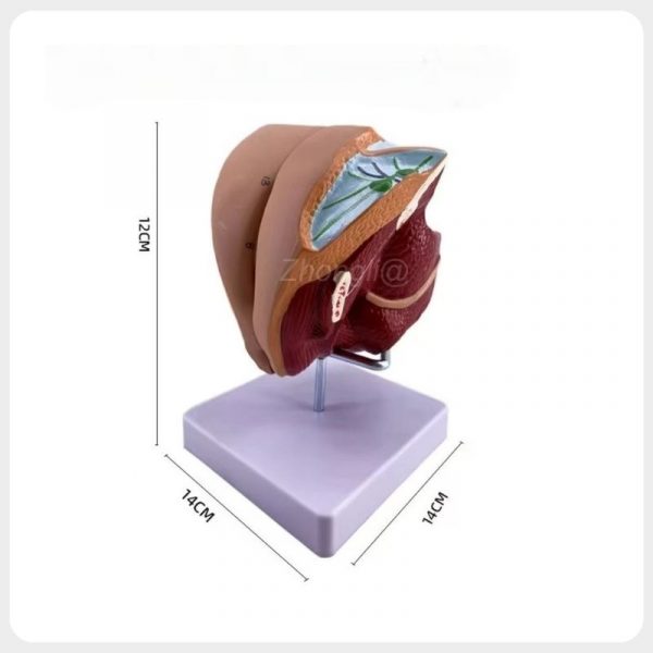 Female reproductive anatomy model on a display stand, showing an oblique view with dimension markings
