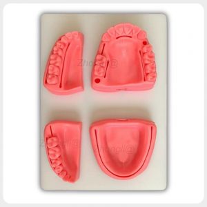 Four-Module Dental Suture Model with White Base Four silicone dental suture modules fixed on white base