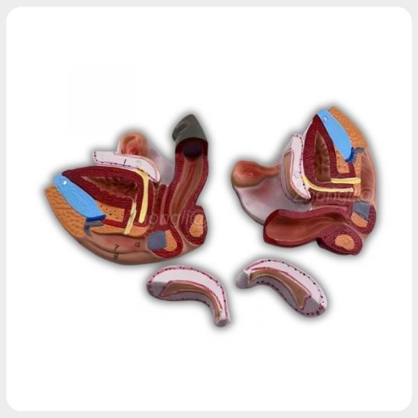 Female reproductive anatomy model separated into four parts, showing internal pelvic structures