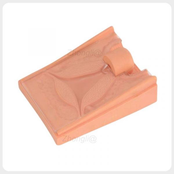 IUD Insertion Trainer with Transparent Viewing Structure IUD Insertion Training Model with Transparent Observation Window