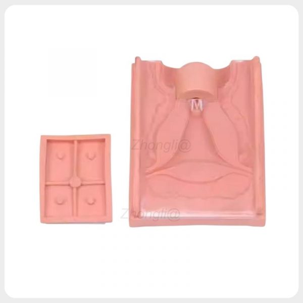 IUD Training Model for Reproductive Health Education IUD Training Model with Female Reproductive Anatomy Structure