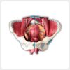 Life-size female pelvis anatomy model showing pelvic floor muscles, reproductive organs, vessels and nerves