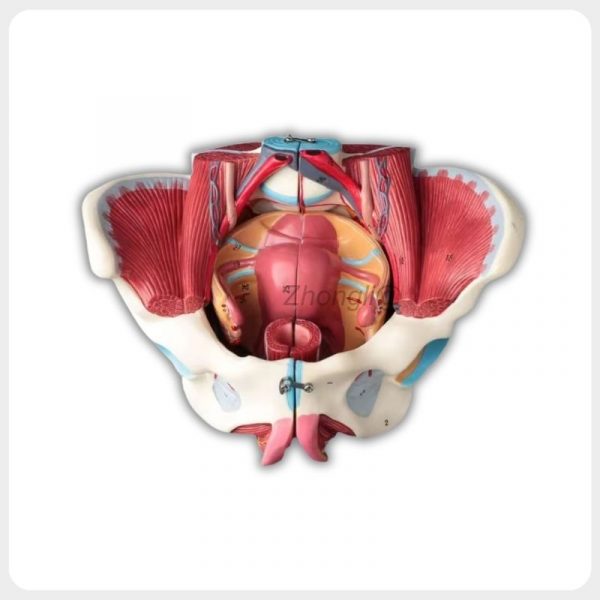 Life-size female pelvis anatomy model showing pelvic floor muscles, reproductive organs, vessels and nerves